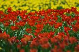 Two Tulip Beds_48083